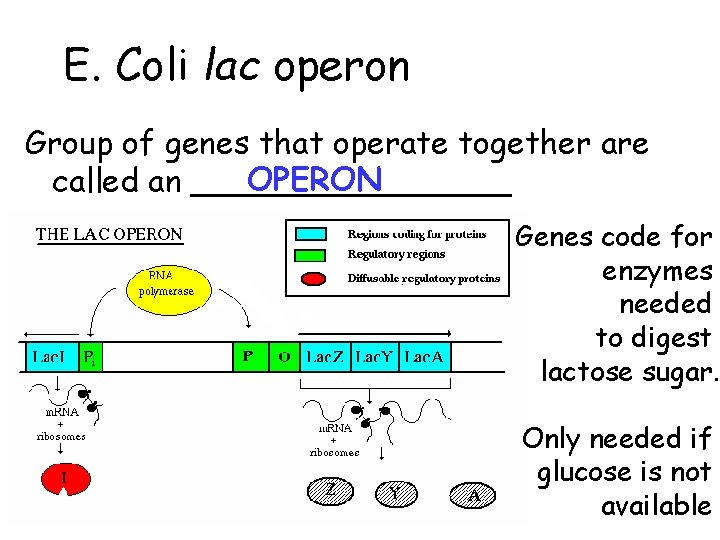 E. Coli lac operon Group of genes that operate together are OPERON called an