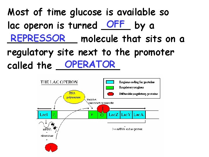 Most of time glucose is available so OFF by a lac operon is turned