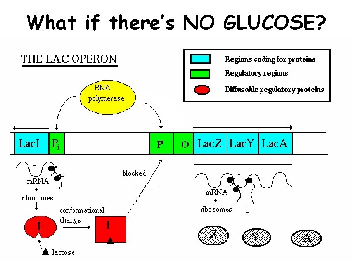 What if there’s NO GLUCOSE? Cells need to get rid of the repressor ON