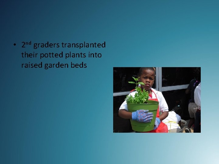  • 2 nd graders transplanted their potted plants into raised garden beds 