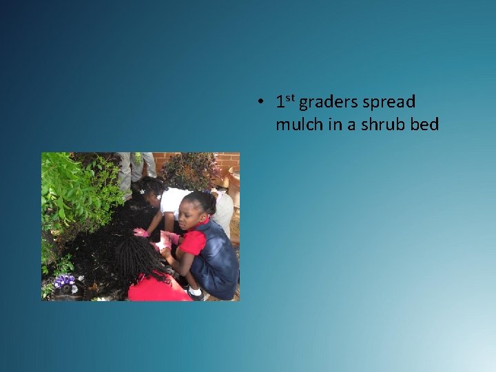  • 1 st graders spread mulch in a shrub bed 