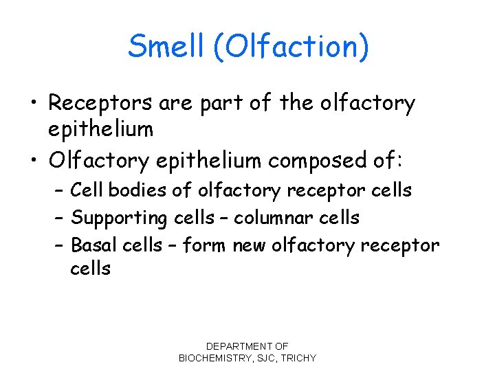 Smell (Olfaction) • Receptors are part of the olfactory epithelium • Olfactory epithelium composed