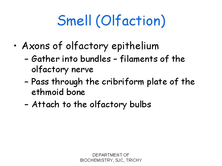 Smell (Olfaction) • Axons of olfactory epithelium – Gather into bundles – filaments of