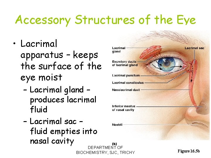 Accessory Structures of the Eye • Lacrimal apparatus – keeps the surface of the