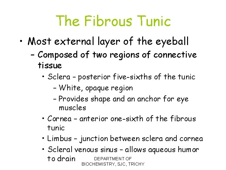 The Fibrous Tunic • Most external layer of the eyeball – Composed of two