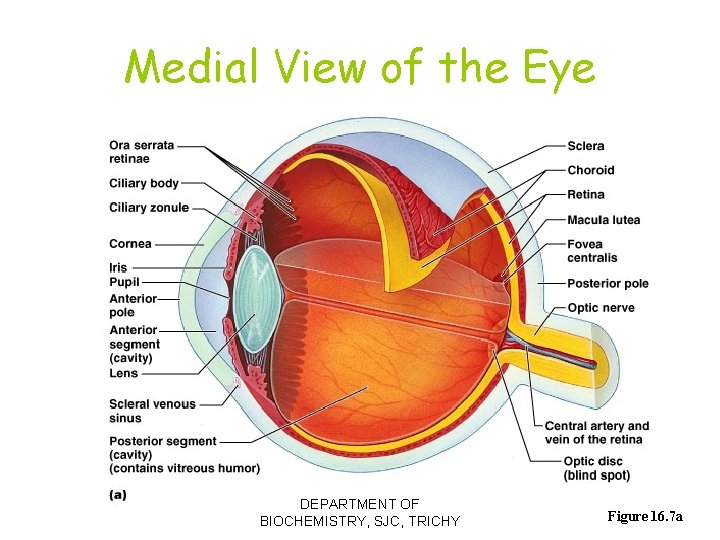 Medial View of the Eye DEPARTMENT OF BIOCHEMISTRY, SJC, TRICHY Figure 16. 7 a