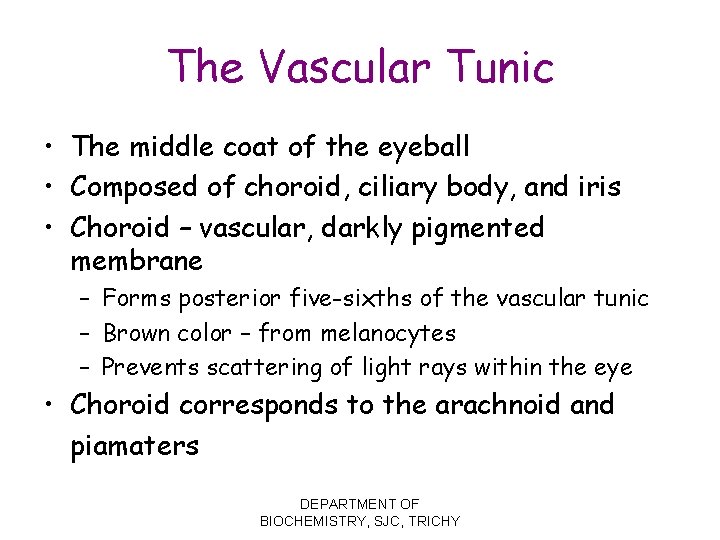 The Vascular Tunic • The middle coat of the eyeball • Composed of choroid,
