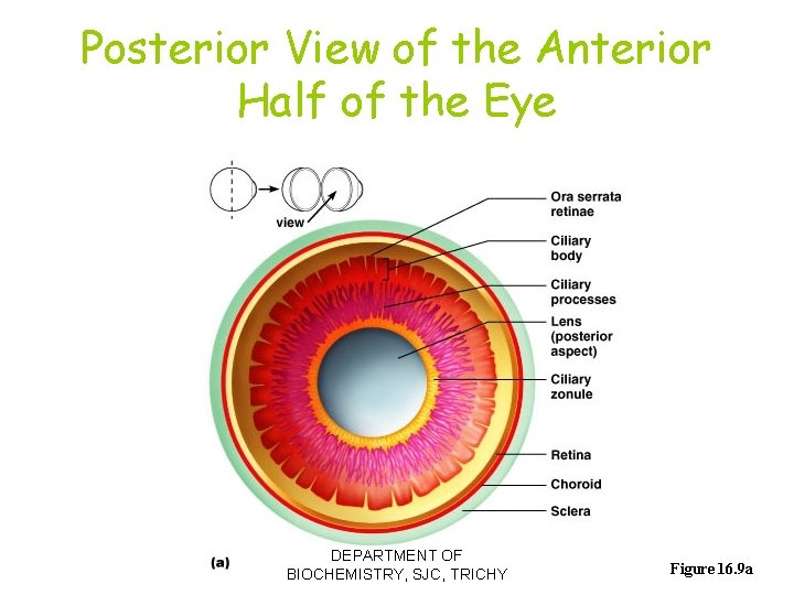 Posterior View of the Anterior Half of the Eye DEPARTMENT OF BIOCHEMISTRY, SJC, TRICHY