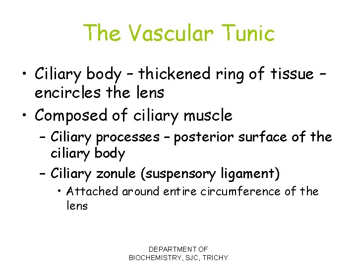 The Vascular Tunic • Ciliary body – thickened ring of tissue – encircles the