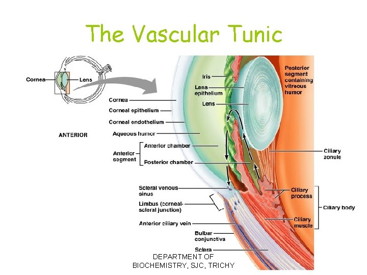 The Vascular Tunic DEPARTMENT OF BIOCHEMISTRY, SJC, TRICHY Figure 16. 8 