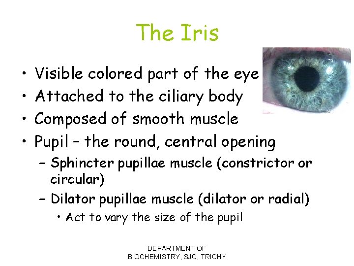 The Iris • • Visible colored part of the eye Attached to the ciliary