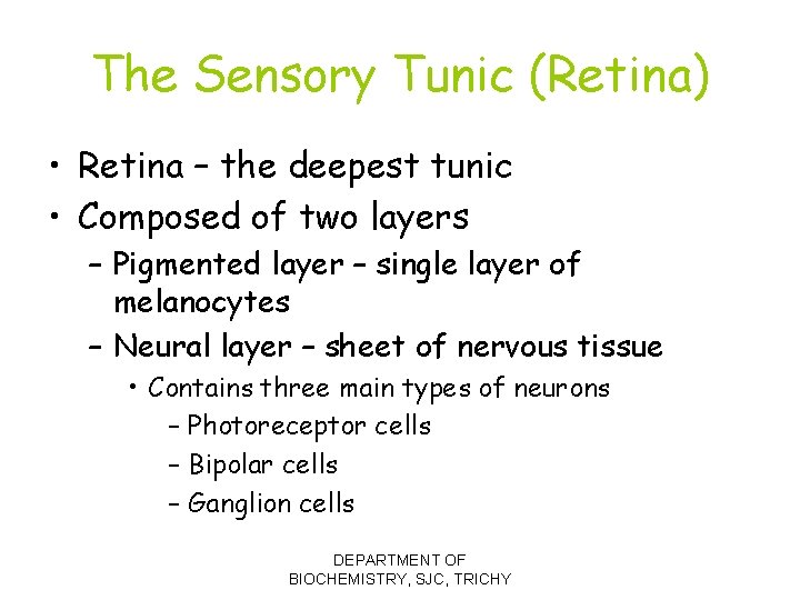 The Sensory Tunic (Retina) • Retina – the deepest tunic • Composed of two