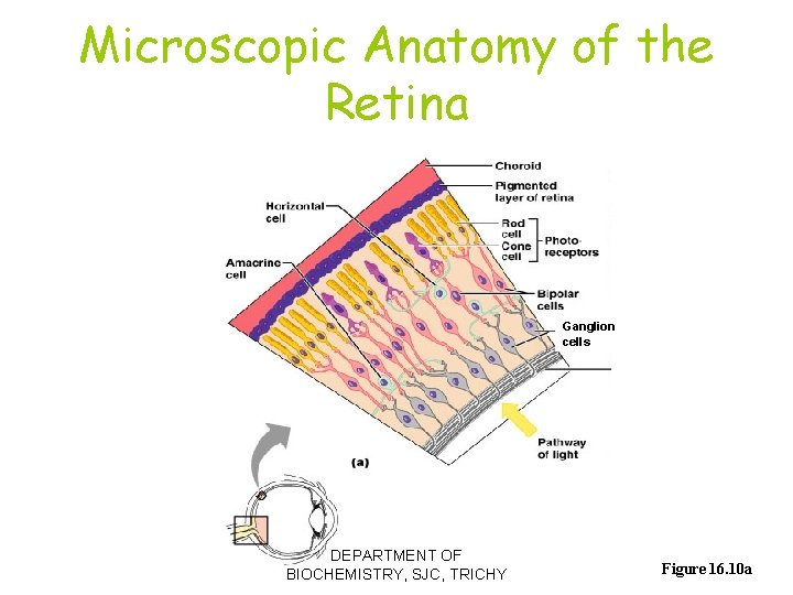 Microscopic Anatomy of the Retina Ganglion cells DEPARTMENT OF BIOCHEMISTRY, SJC, TRICHY Figure 16.