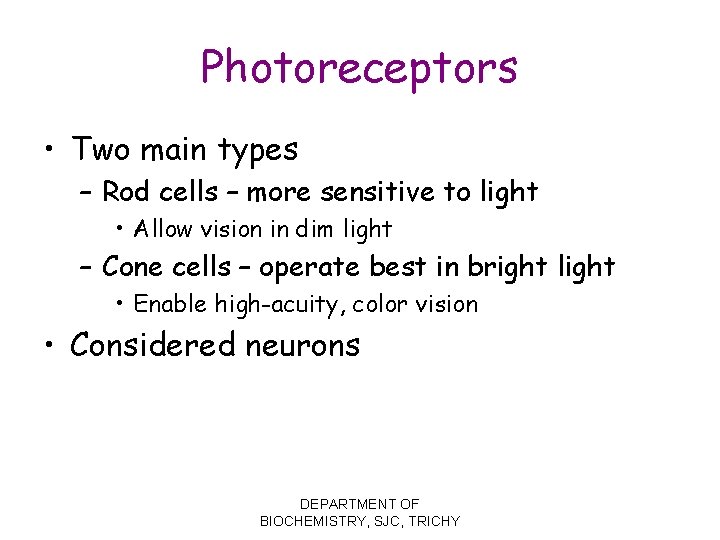 Photoreceptors • Two main types – Rod cells – more sensitive to light •