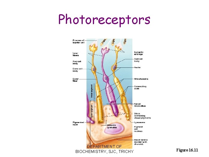 Photoreceptors DEPARTMENT OF BIOCHEMISTRY, SJC, TRICHY Figure 16. 11 