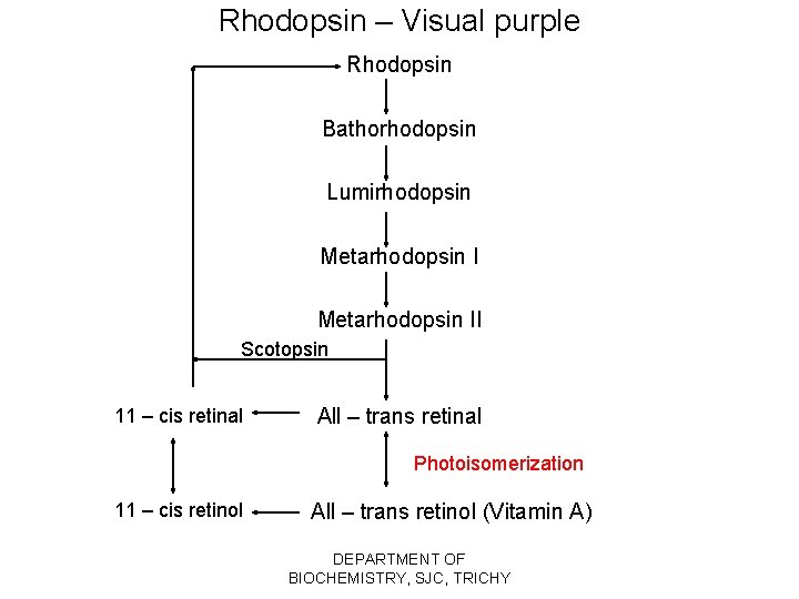 Rhodopsin – Visual purple Rhodopsin Bathorhodopsin Lumirhodopsin Metarhodopsin II Scotopsin 11 – cis retinal