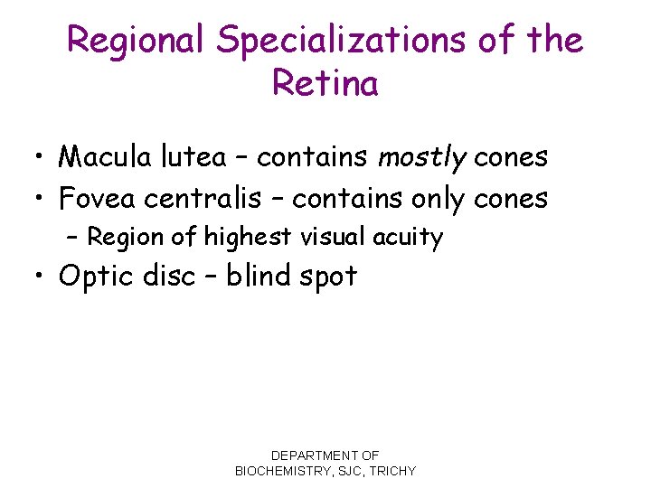 Regional Specializations of the Retina • Macula lutea – contains mostly cones • Fovea