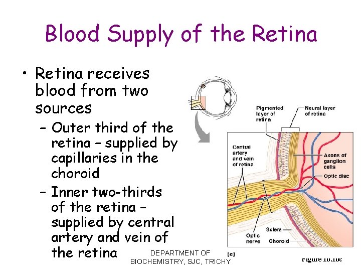 Blood Supply of the Retina • Retina receives blood from two sources – Outer