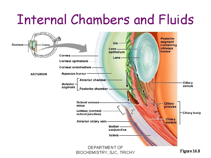 Internal Chambers and Fluids DEPARTMENT OF BIOCHEMISTRY, SJC, TRICHY Figure 16. 8 