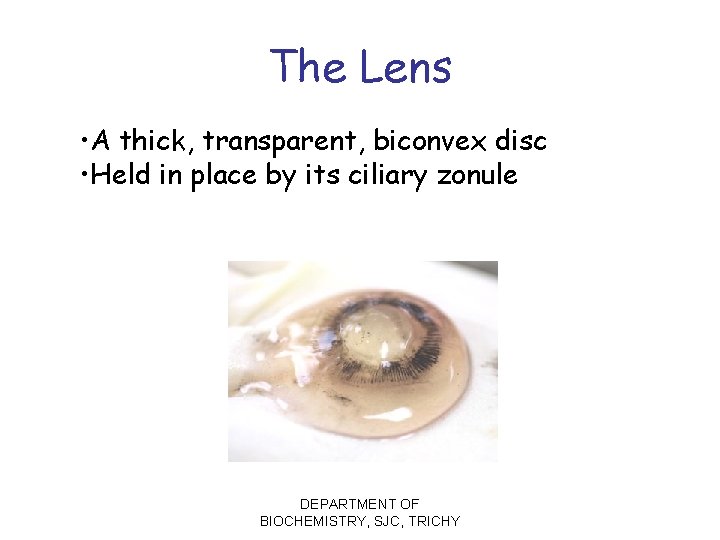 The Lens • A thick, transparent, biconvex disc • Held in place by its