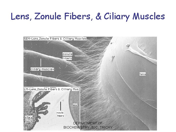 Lens, Zonule Fibers, & Ciliary Muscles DEPARTMENT OF BIOCHEMISTRY, SJC, TRICHY 