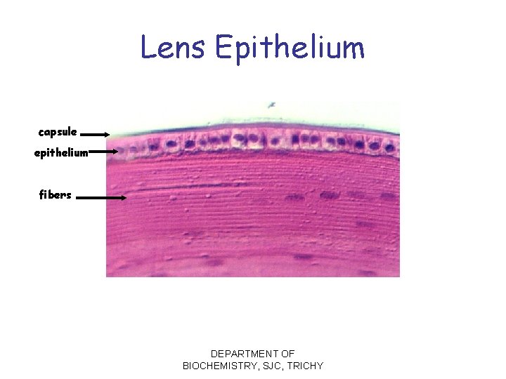 Lens Epithelium capsule epithelium fibers DEPARTMENT OF BIOCHEMISTRY, SJC, TRICHY 