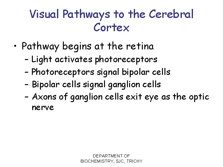 Visual Pathways to the Cerebral Cortex • Pathway begins at the retina – –