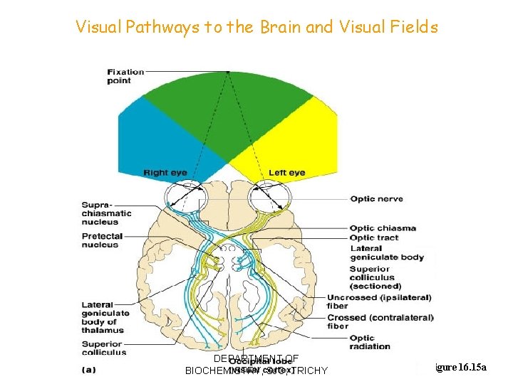 Visual Pathways to the Brain and Visual Fields DEPARTMENT OF BIOCHEMISTRY, SJC, TRICHY Figure