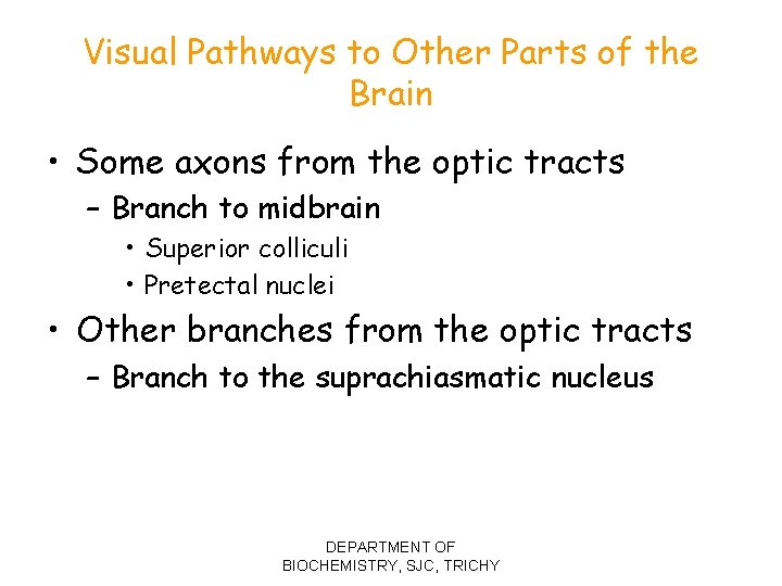 Visual Pathways to Other Parts of the Brain • Some axons from the optic