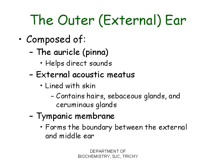 The Outer (External) Ear • Composed of: – The auricle (pinna) • Helps direct