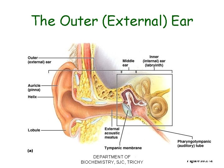The Outer (External) Ear DEPARTMENT OF BIOCHEMISTRY, SJC, TRICHY Figure 16. 17 a 
