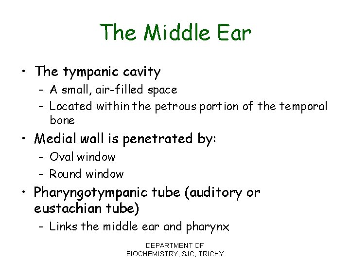 The Middle Ear • The tympanic cavity – A small, air-filled space – Located