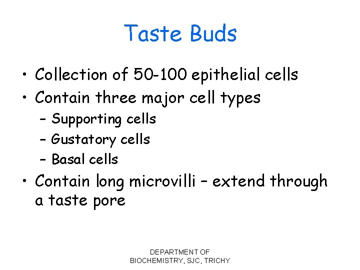 Taste Buds • Collection of 50 -100 epithelial cells • Contain three major cell