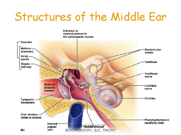 Structures of the Middle Ear DEPARTMENT OF BIOCHEMISTRY, SJC, TRICHY Figure 16. 17 b