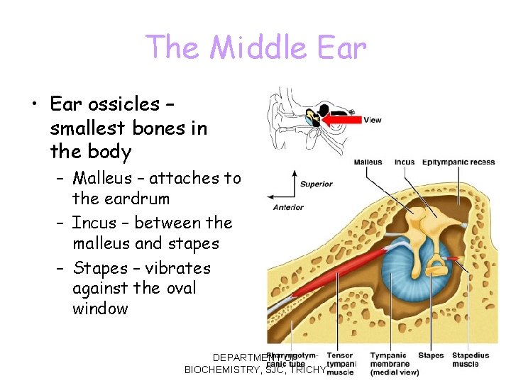 The Middle Ear • Ear ossicles – smallest bones in the body – Malleus