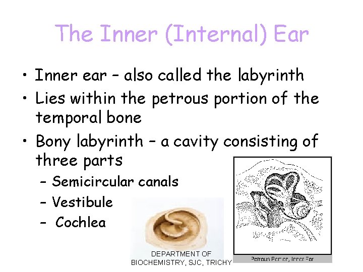 The Inner (Internal) Ear • Inner ear – also called the labyrinth • Lies