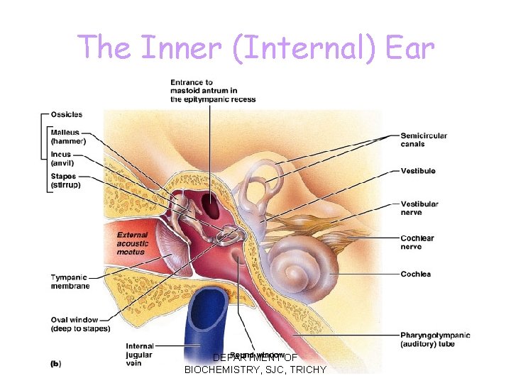 The Inner (Internal) Ear DEPARTMENT OF BIOCHEMISTRY, SJC, TRICHY Figure 16. 17 b 