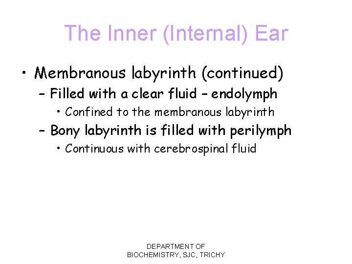 The Inner (Internal) Ear • Membranous labyrinth (continued) – Filled with a clear fluid