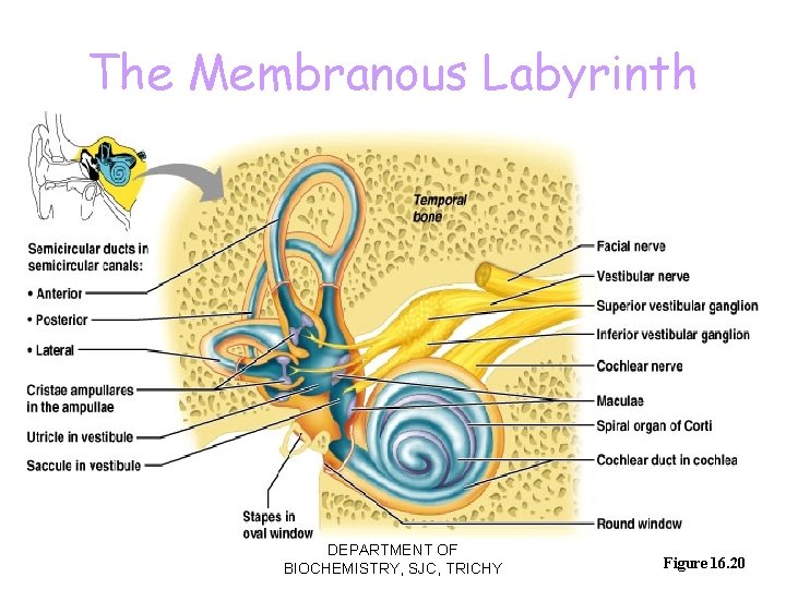 The Membranous Labyrinth DEPARTMENT OF BIOCHEMISTRY, SJC, TRICHY Figure 16. 20 