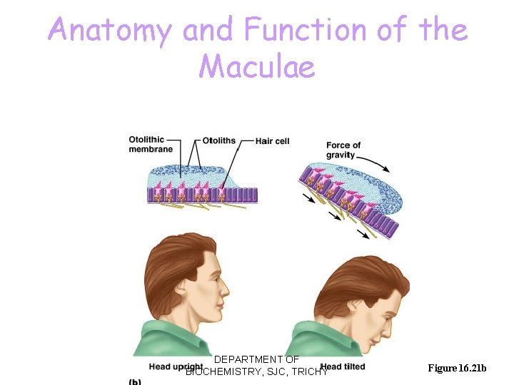 Anatomy and Function of the Maculae DEPARTMENT OF BIOCHEMISTRY, SJC, TRICHY Figure 16. 21