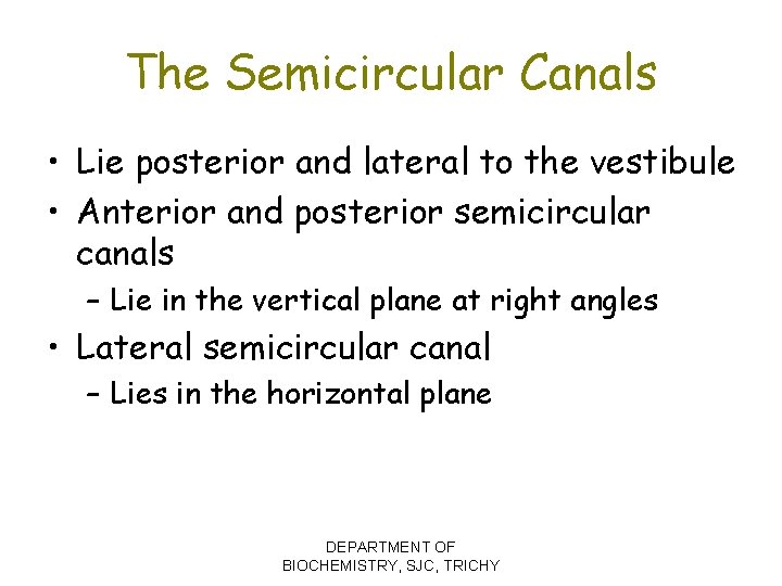 The Semicircular Canals • Lie posterior and lateral to the vestibule • Anterior and