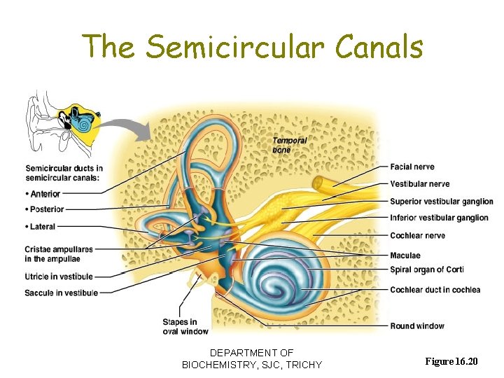 The Semicircular Canals DEPARTMENT OF BIOCHEMISTRY, SJC, TRICHY Figure 16. 20 