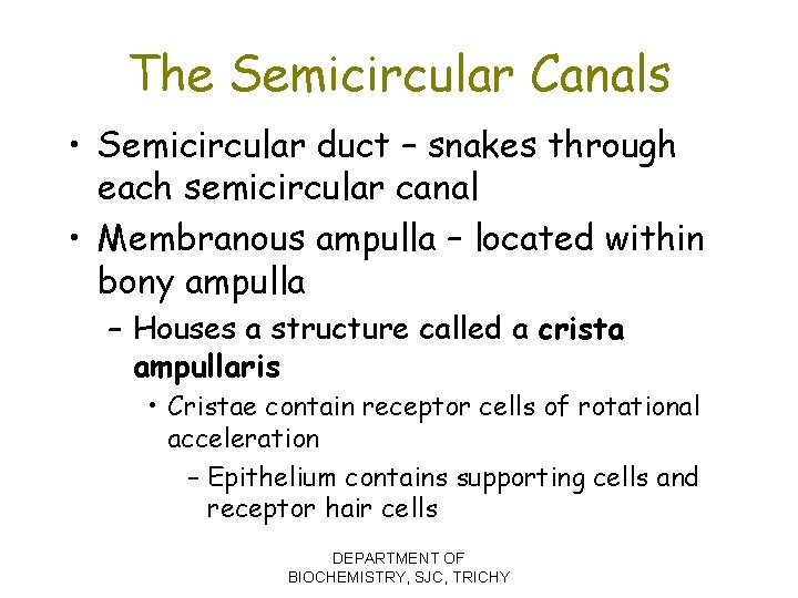 The Semicircular Canals • Semicircular duct – snakes through each semicircular canal • Membranous