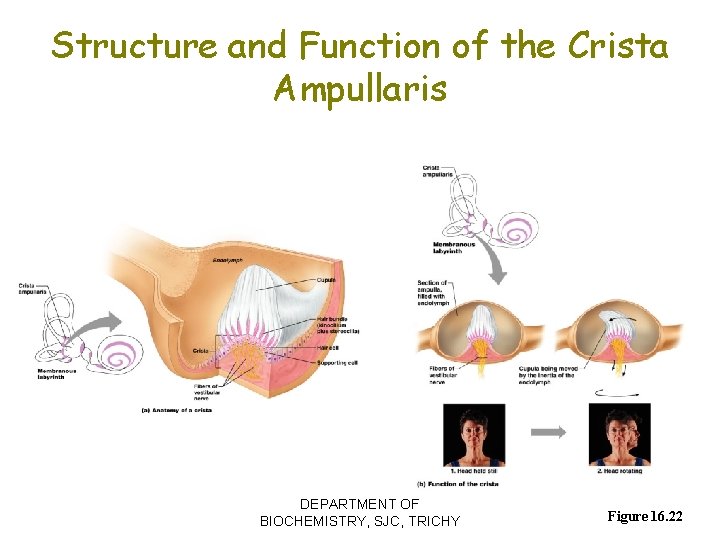 Structure and Function of the Crista Ampullaris DEPARTMENT OF BIOCHEMISTRY, SJC, TRICHY Figure 16.