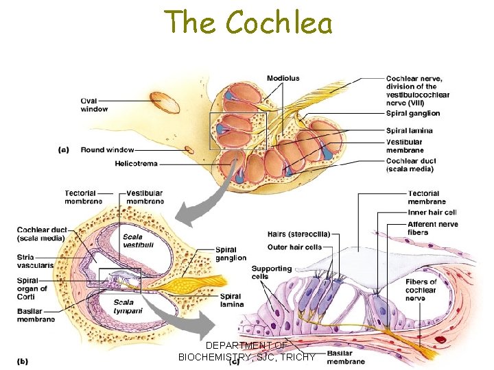 The Cochlea DEPARTMENT OF BIOCHEMISTRY, SJC, TRICHY Figure 16. 23 a–c 