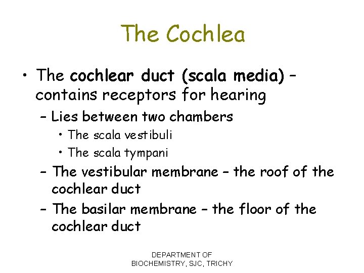 The Cochlea • The cochlear duct (scala media) – contains receptors for hearing –