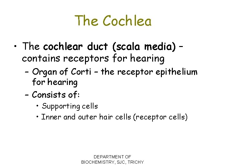 The Cochlea • The cochlear duct (scala media) – contains receptors for hearing –