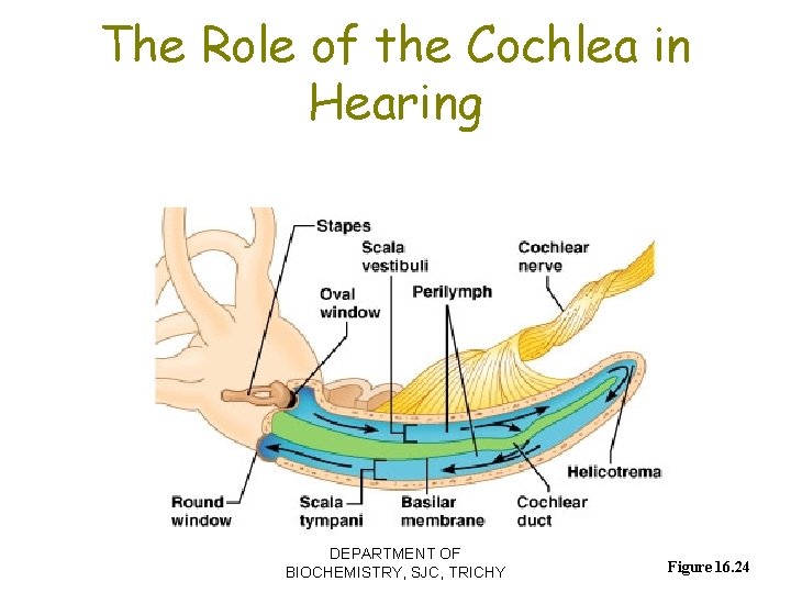 The Role of the Cochlea in Hearing DEPARTMENT OF BIOCHEMISTRY, SJC, TRICHY Figure 16.