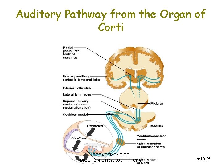 Auditory Pathway from the Organ of Corti DEPARTMENT OF BIOCHEMISTRY, SJC, TRICHY Figure 16.