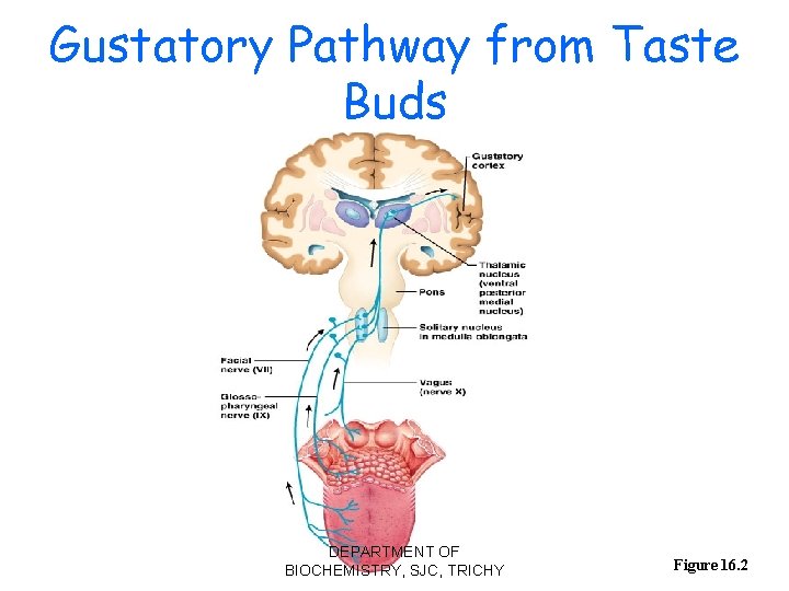 Gustatory Pathway from Taste Buds DEPARTMENT OF BIOCHEMISTRY, SJC, TRICHY Figure 16. 2 